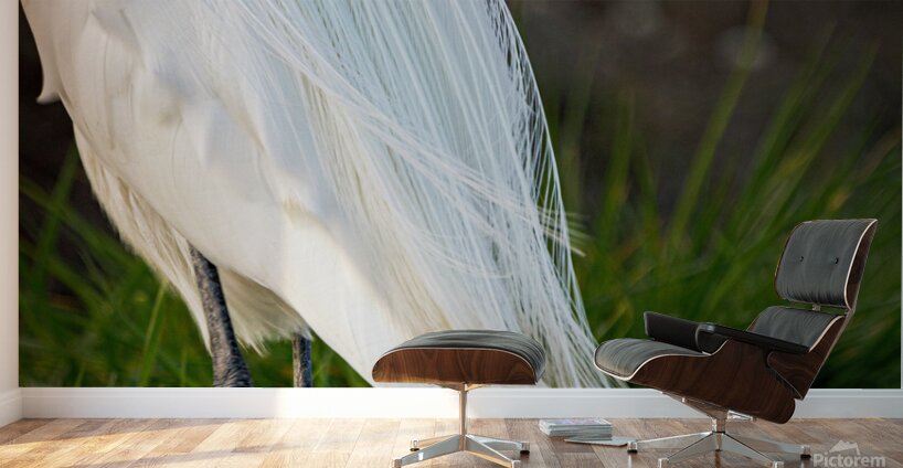 Snowy Egret Silhouette  Wall Murals