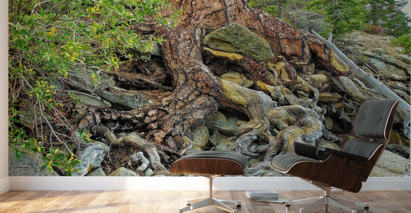 Lake Tahoe Gnarled  Root Tangle Wall Murals