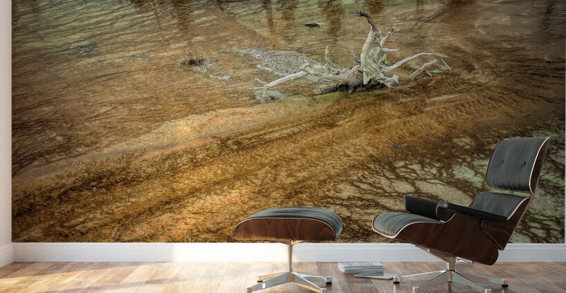 Yellowstone  Hot Springs Pool Tree Left Behind Wall Murals