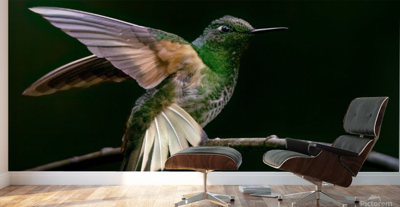 Buff Tailed Coronet Hummingbird Wall Murals