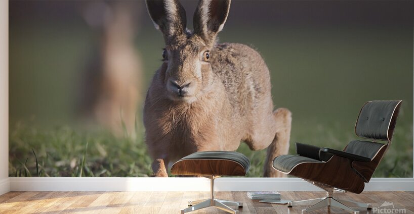 Lievre1 Wall Murals