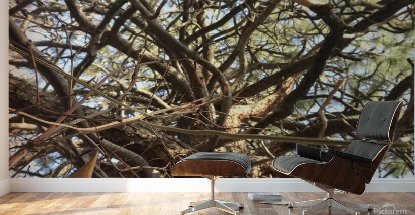 Gnarly Tree Wall Murals