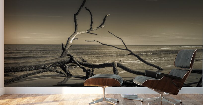 Hunting Island Beach Driftwood Shadows Wall Murals