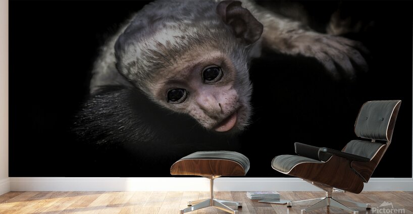 11451 Guereza Monkey New born  Wall Murals