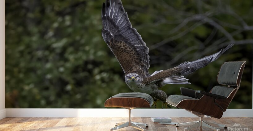 11444 Gyrfalcon Falco  Falco rusticolus Wall Murals
