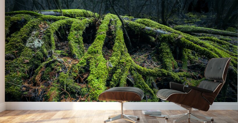 Enchanted Forest Wall Murals