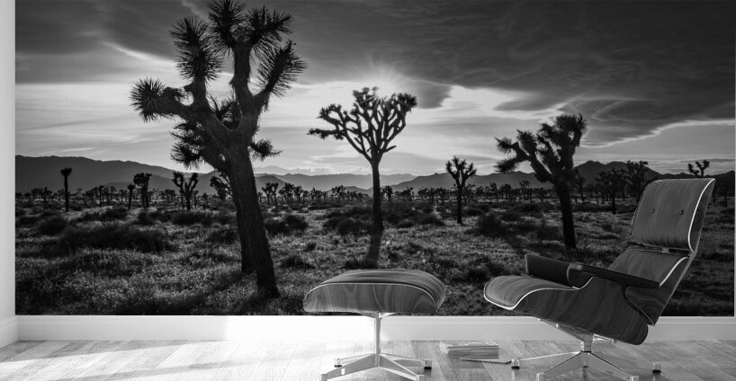 Joshua Trees | Black and White Desert Photo Wall Murals