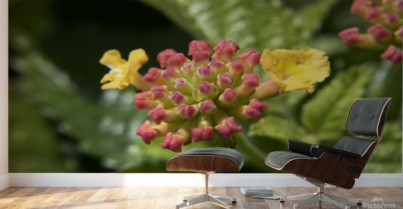 Lantana9EFS Wall Murals