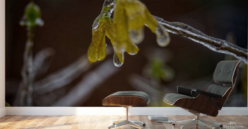 frozen 1 Wall Murals