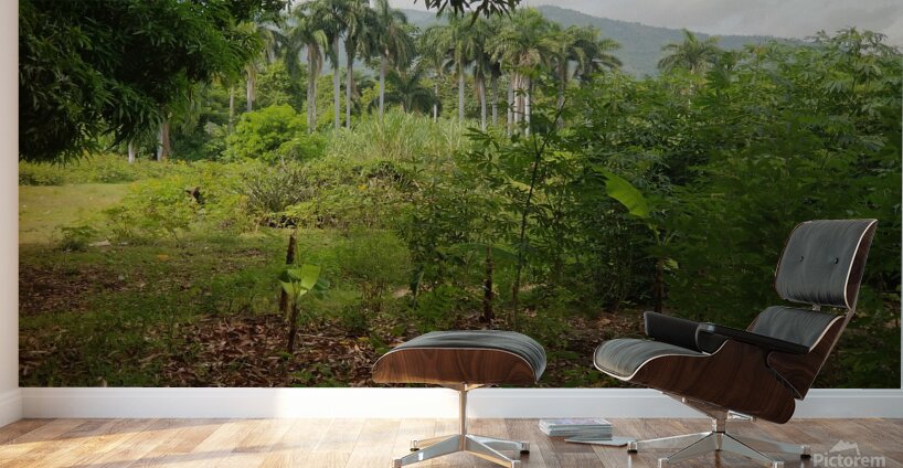 Nature   Wall Murals