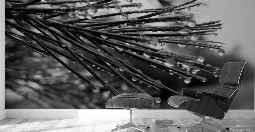 Wet pines Wall Murals