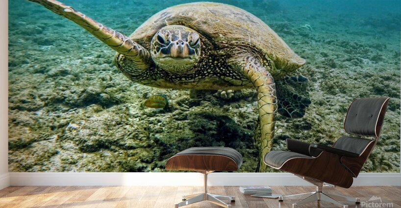 Waving Turtle  Wall Murals