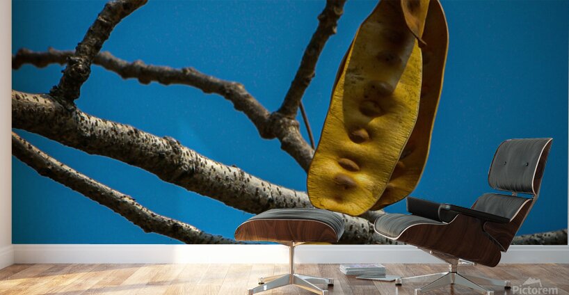 Seed pod of peacock flower tree 1 Wall Murals