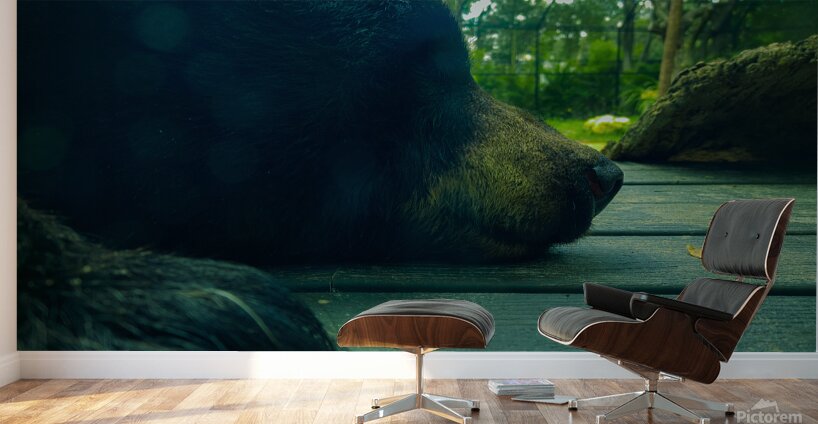 Bear On Deck Wall Murals