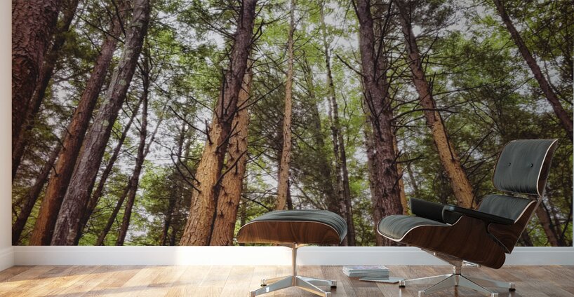 Redwoods Wall Murals