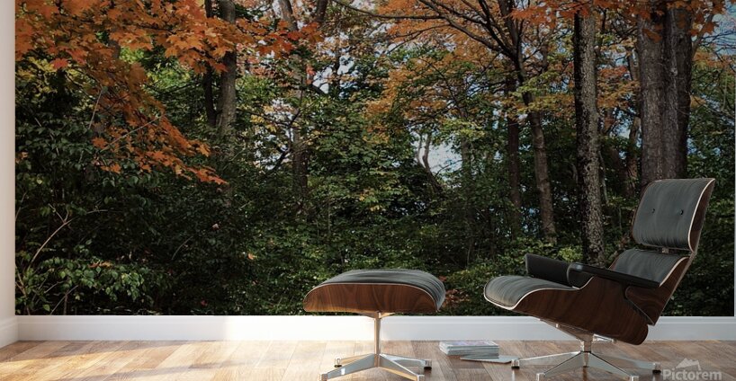 Hidden Trail in Autumn Leaves Wall Murals
