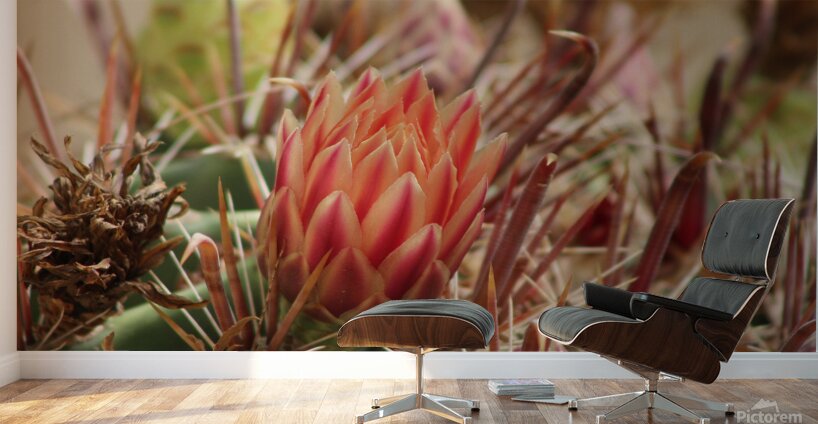 Closeup of Red Cactus Blossom Wall Murals