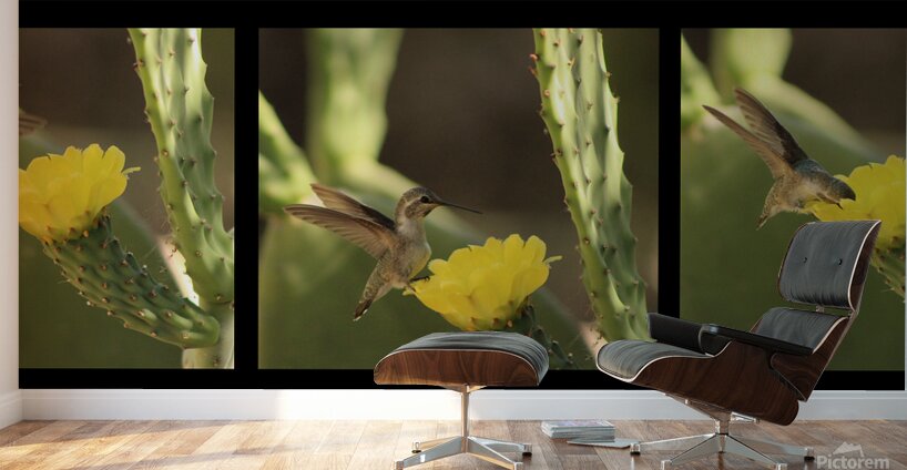 Hummingbird On Yellow Cactus Blossom Triptych Wall Murals
