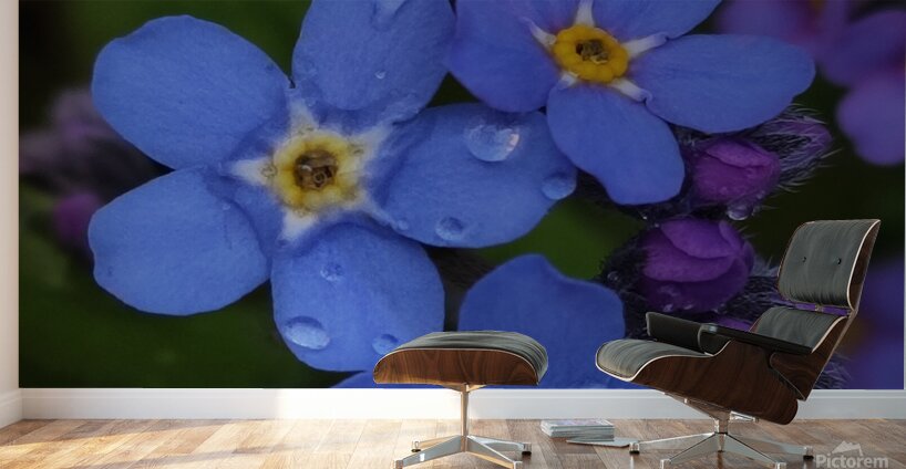 IMG 20240418 173857 Wall Murals