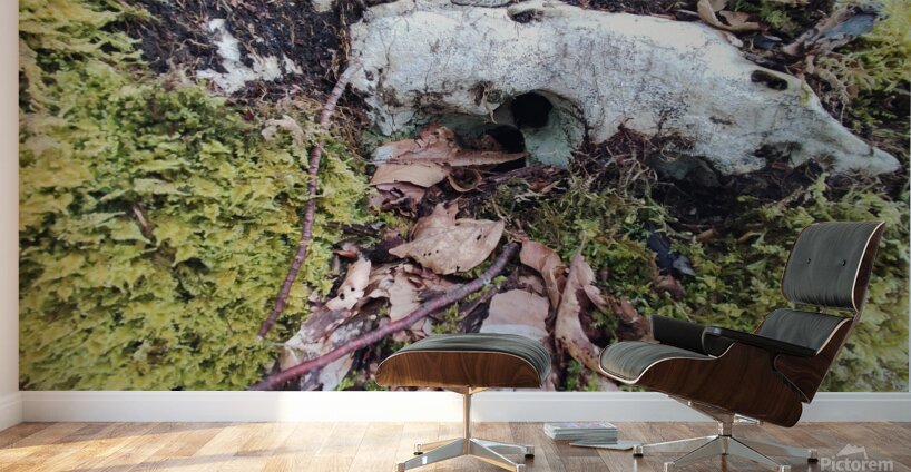 .trashed 1717284546 IMG 20240420 172757 Wall Murals