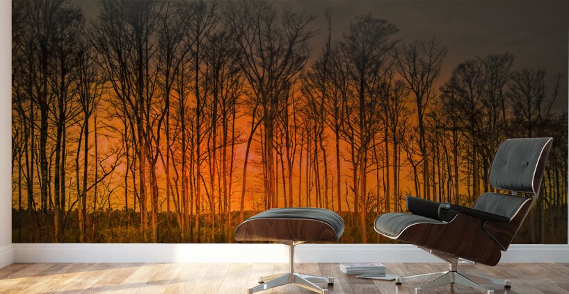 Georgia Forest Orange Sunset Silhouettes Wall Murals