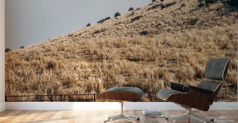 Horse on dry grass field Wall Murals