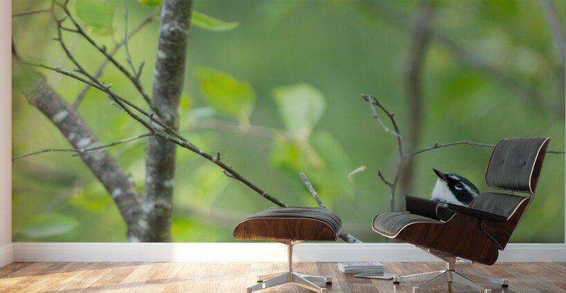 Yellow Rump Wall Murals