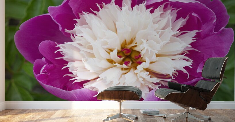 Sorbet Pink and Creme Peonie Flower Wall Murals