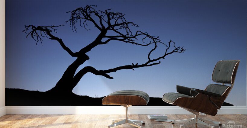 Crows Nest Limber Pine Wall Murals