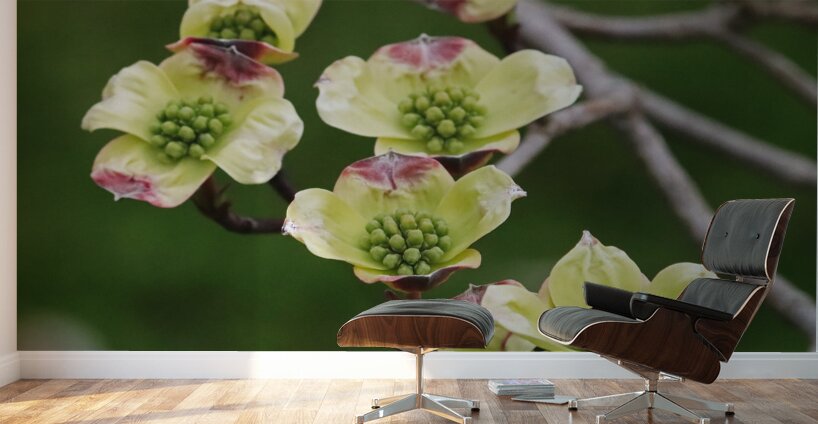 Yellow Dogwood Wall Murals