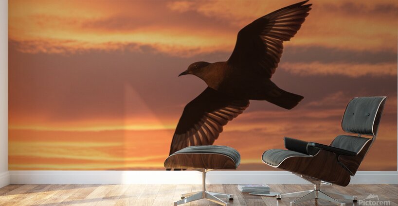 a stunning photograph of a bird soaring through t Wall Murals