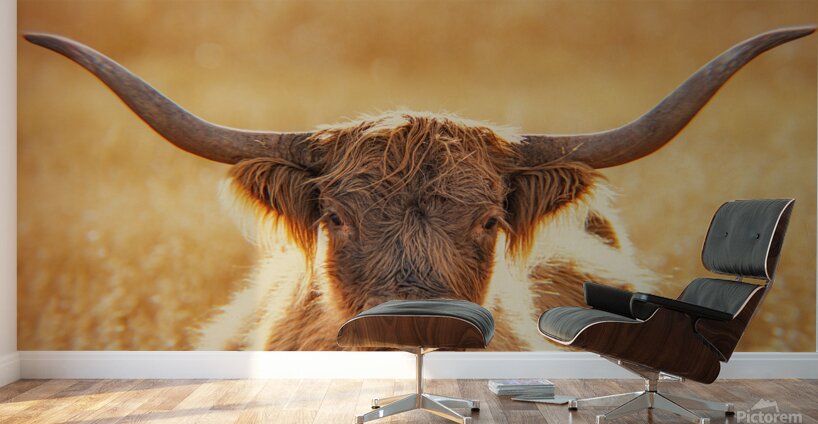Highland Cow Wall Murals