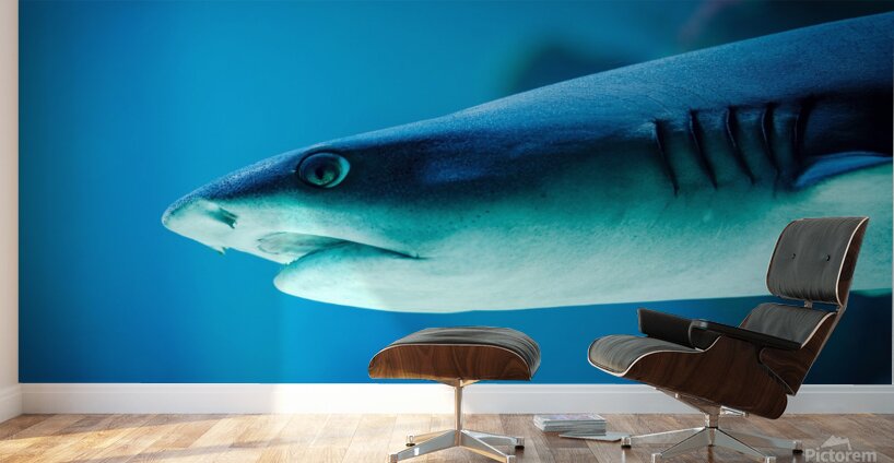 grey reef shark 7744765 Wall Murals
