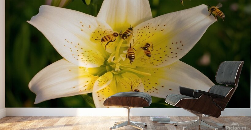 Lily Flower Wall Murals