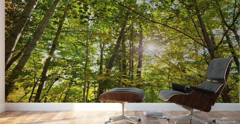 Forest Bathing Wall Murals