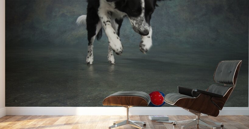 Studio shot of Border Collie jumping 208268 Wall Murals