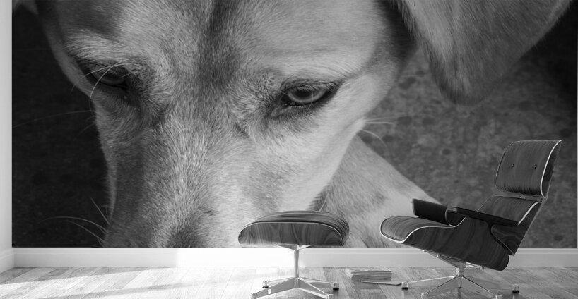 Close-up of Redbone Coonhound 208235 Wall Murals