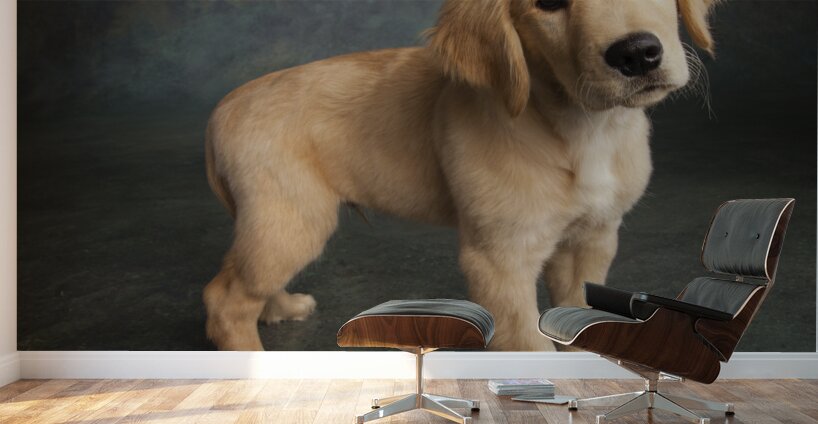 Studio portrait of Golden Retriever puppy 208376 Wall Murals
