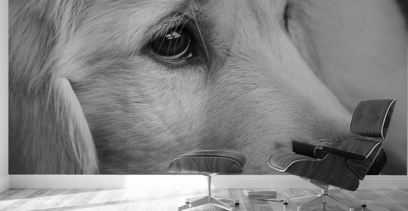 Close-up of Golden Retriever puppy 208382 Wall Murals