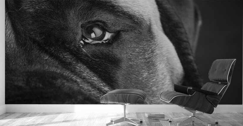 Close-up of Mastiff 208523 Wall Murals