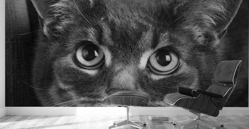 Close-up of cat 208802 Wall Murals