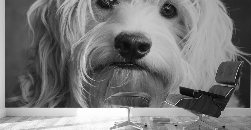 Portrait of Mini Goldendoodle 208636 Wall Murals