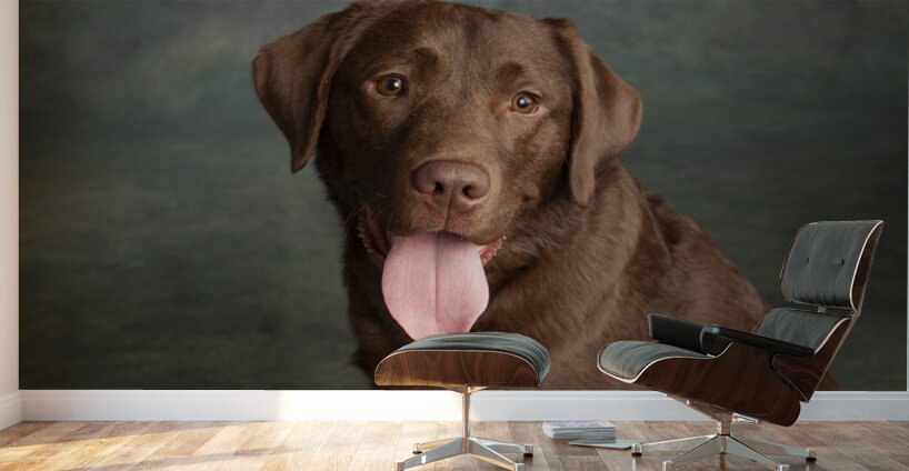 Portrait of Chocolate Labrador sticking out tongue 209009 Wall Murals