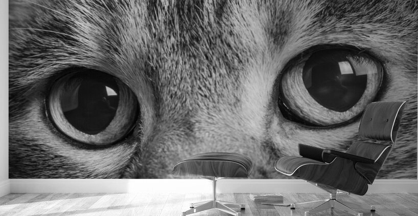 Close-up of Tabby cats eyes 213146 Wall Murals