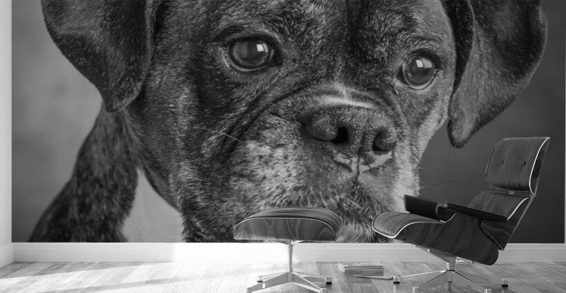 Studio portrait of boxer dog 213166 Wall Murals