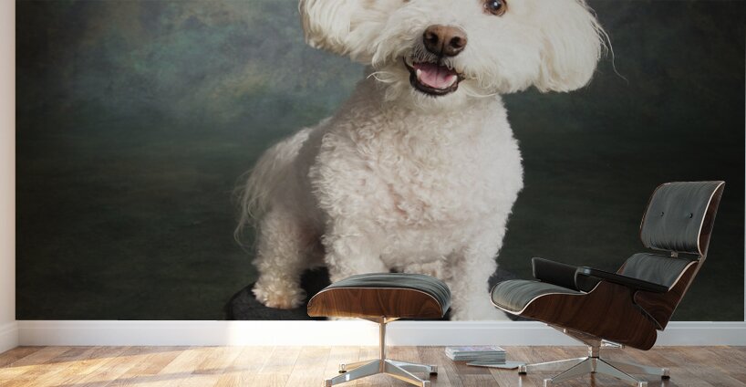 Studio portrait of Bichon Frise Poodle mix dog 213285 Wall Murals