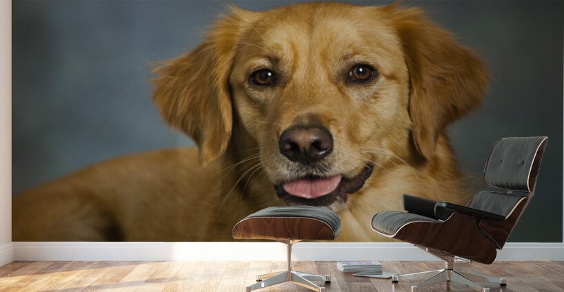 Portrait of Golden Retriever 213048 Wall Murals