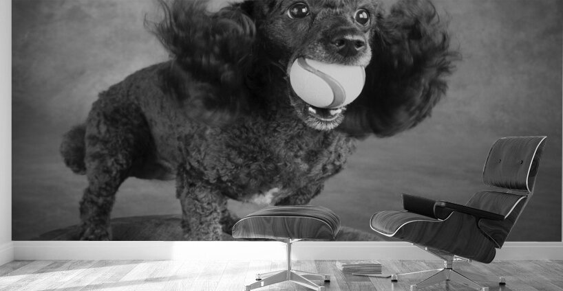 Portrait of Mini Poodle retrieving ball 212996 Wall Murals