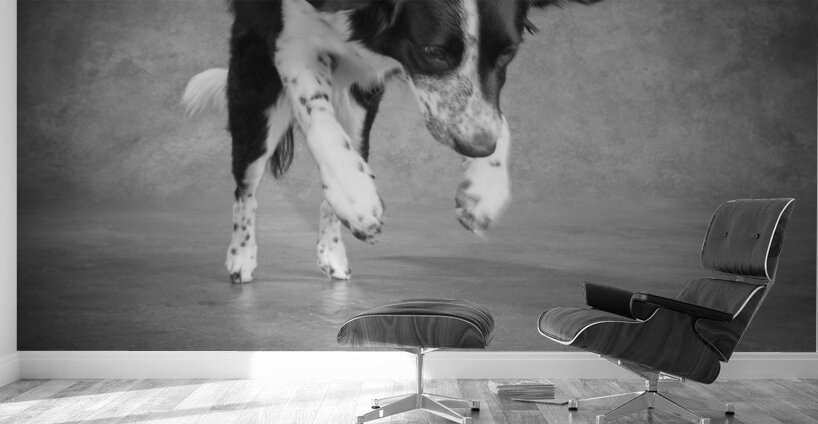 Color Pop Studio shot of Border Collie playing with ball 218677 Wall Murals
