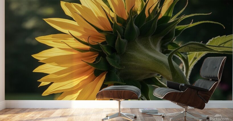 a close up photograph of a vibrant sunflower in f Wall Murals